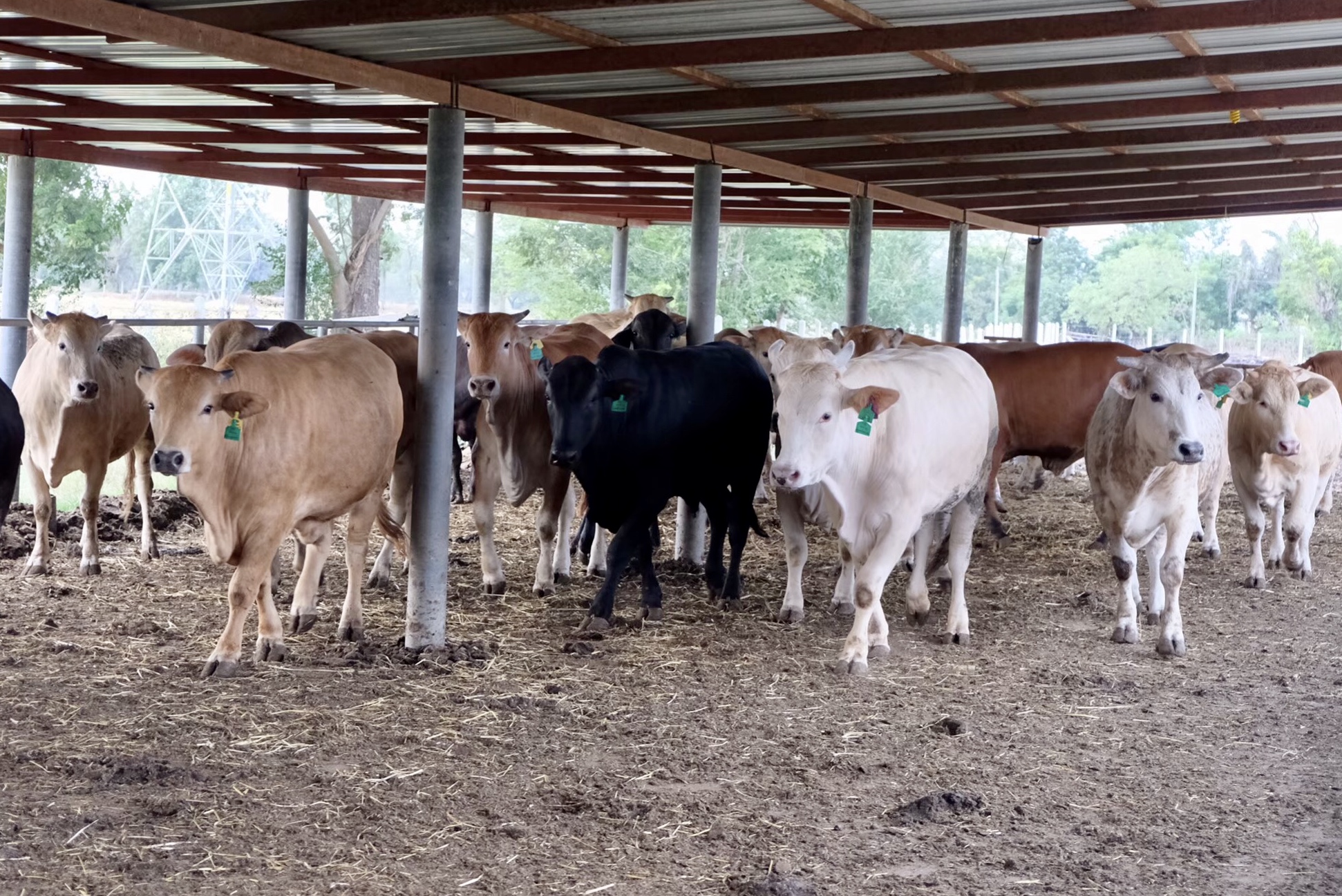 Animal Breeding  01002331