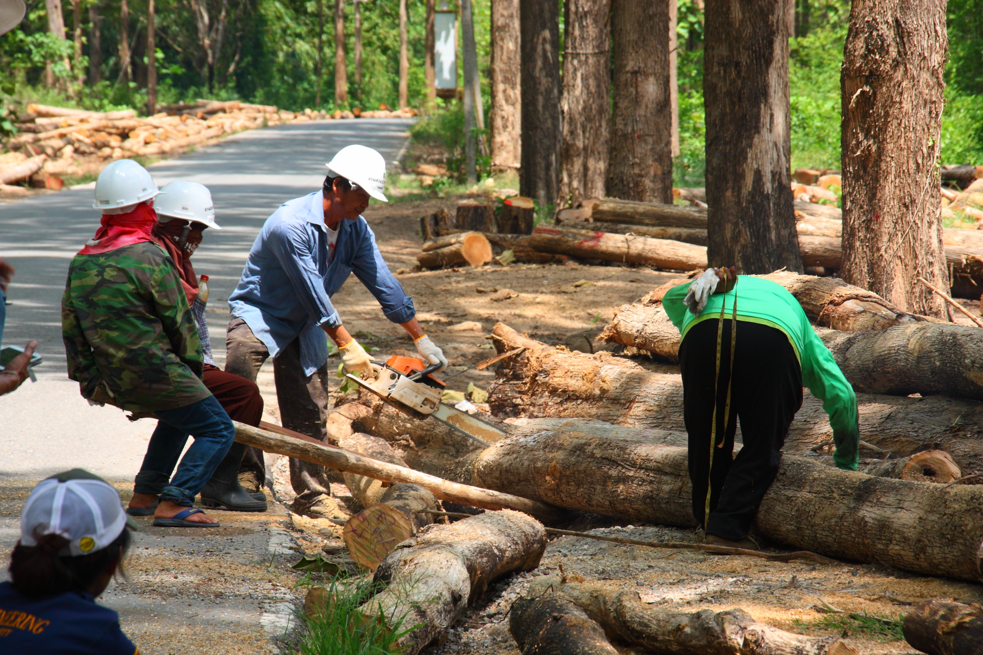 Forest ergonomics (test) 01303443